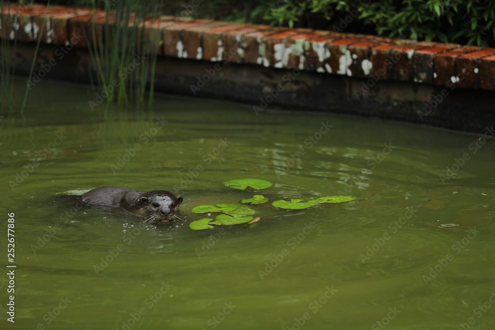 Fototapeta premium Smooth-coated Otter (Lutrogale perspicillata) in Singapur