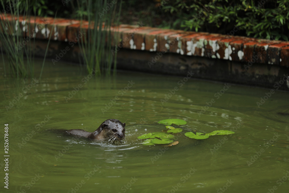 Fototapeta premium Smooth-coated Otter (Lutrogale perspicillata) in Singapur
