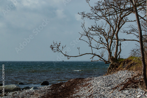 dead tree on the beach 