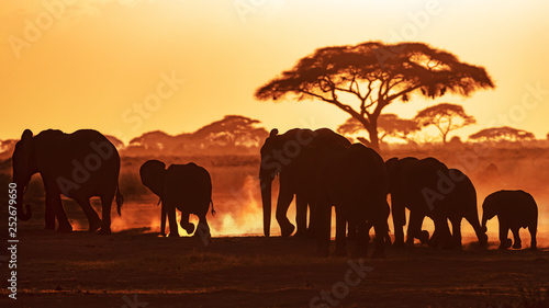 Elephants at sunset in Amboseli National Park