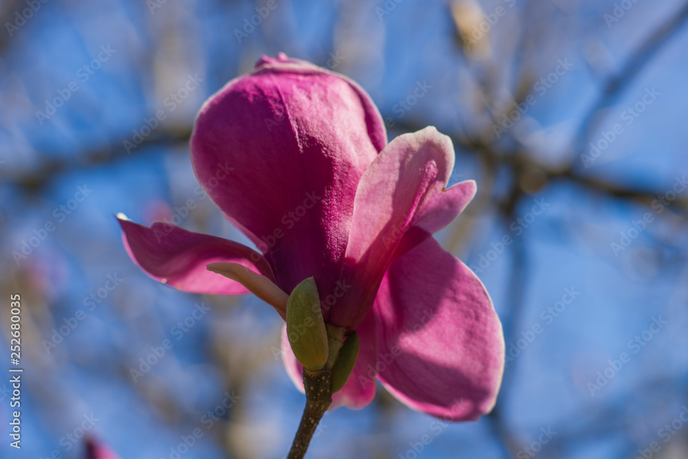 blooming Magnolia of Solange. Beautiful Magnolia flowers on the branches in closeup. Blossoming garden blooming Magnolia of Solange. Beautiful Magnolia flowers on the branches in closeup. Blossoming garden