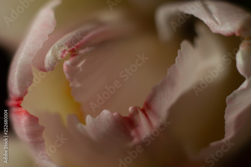 Tulipan bladoróżowy makro