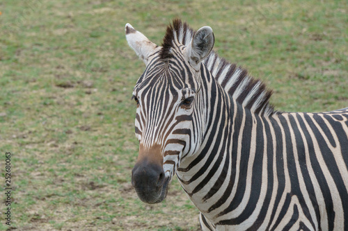 Young zebra standing around