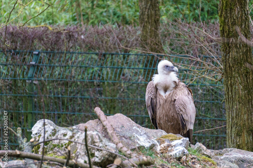 Common griffon spreading his wings