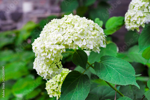 Blooming white Annabelle Hydrangea arborescens photo