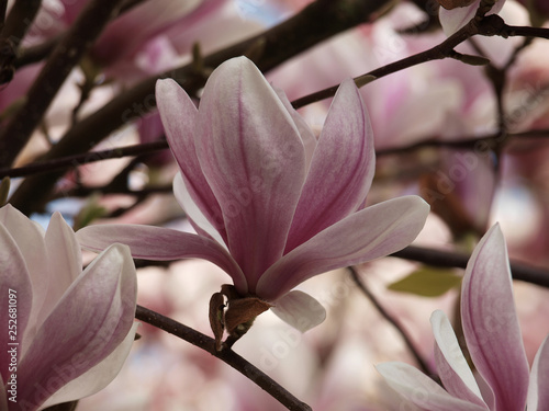Magnolia soulangeana - Les grandes fleurs décoratives de couleur blanc rosé en forme de coupe du Magnolia de Soulange ou magnolia de Chine