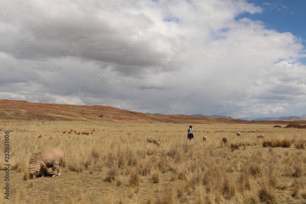 Obraz premium Frau mit Alpakaherde