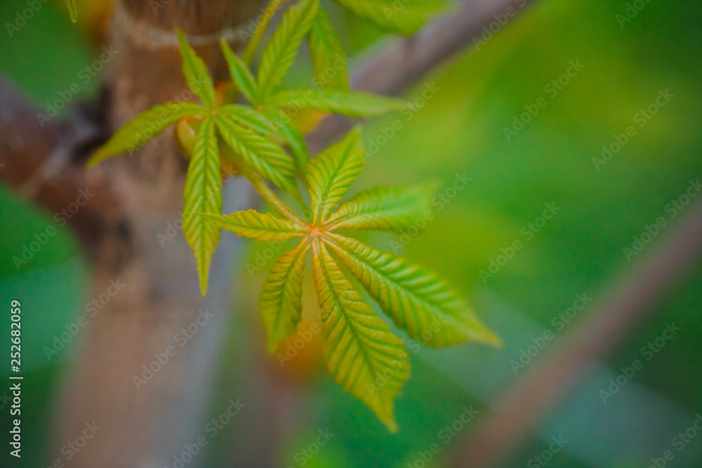 Modest chestnut new leaves in spring. Bright green leaves close up. Background for spring screensavers on phone. rebirth of nature. Blooming buds on trees.