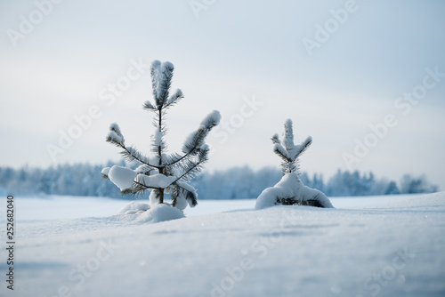 Fototapeta Two small snow covered pines in the field