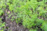Young dill grows in the garden outdoors. Growing dill spice in open field