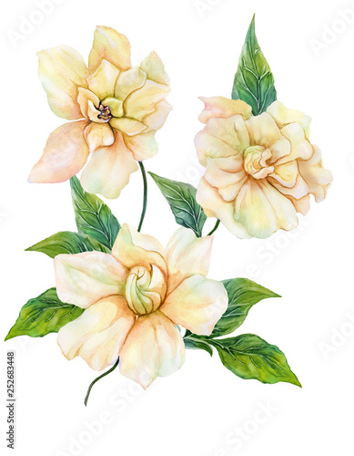 Beautiful yellow gardenia (cape jasmine) flower on a twig with green leaves. Tropical flower isolated on white background. Watercolor painting
