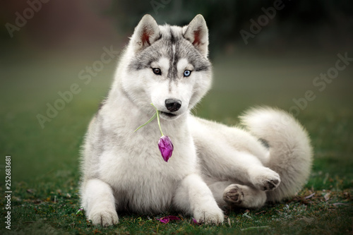  siberian husky very funny spring portrait with flowers