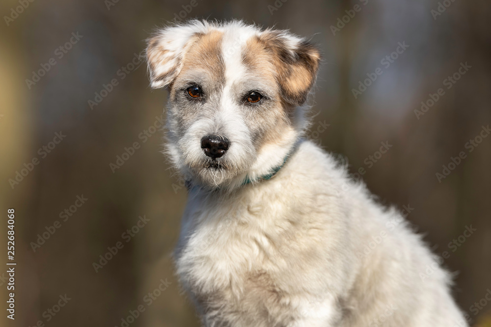 Portrait of a dog