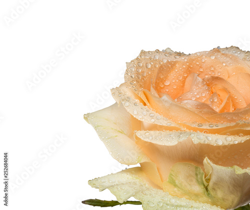 Tea rose flower in water drops closeup on white isolated background