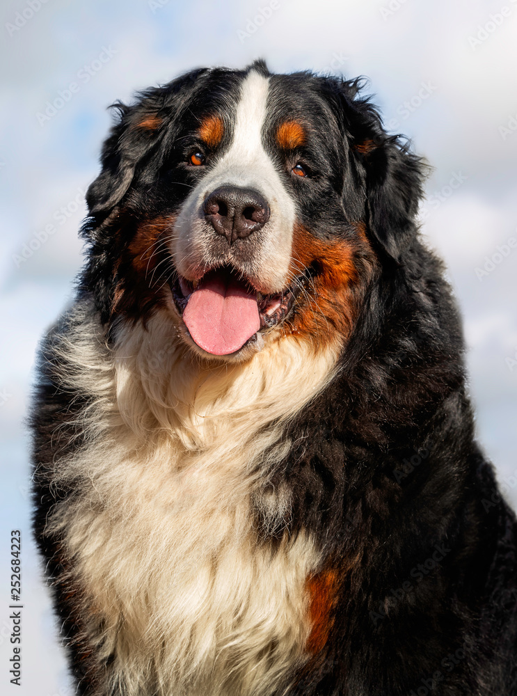 Portrait of a dog Portrait of a dog