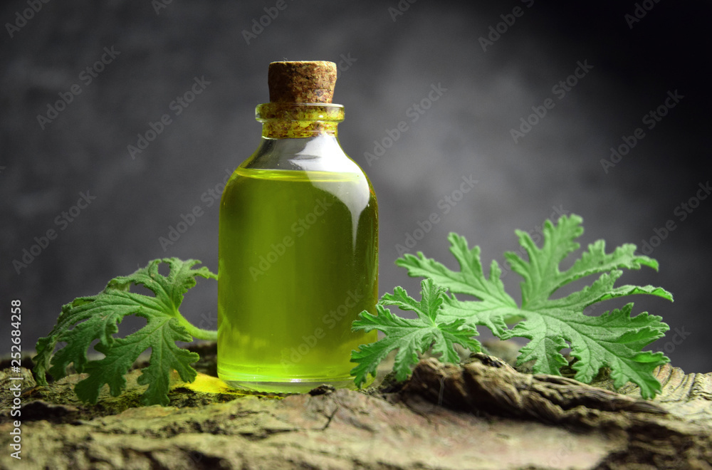 Citronella geranium oil aromatherapy Citronella geranium oil aromatherapy