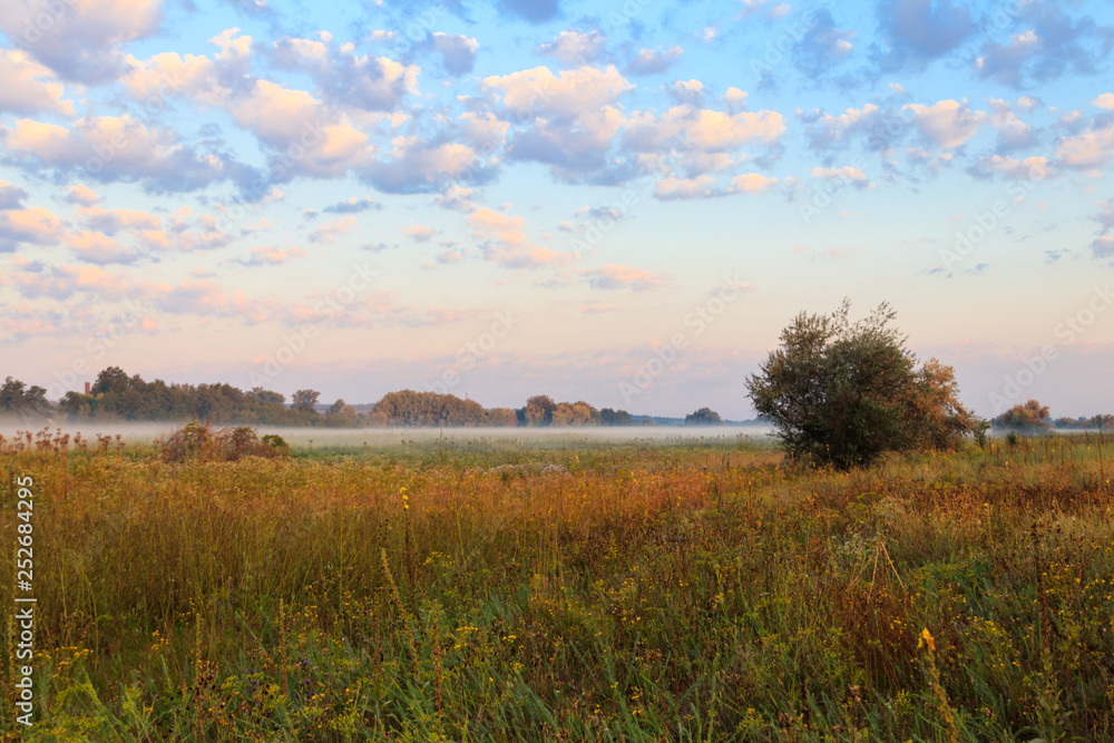 Summer landscape with green misty meadow, trees and sky. Fog on the grassland Summer landscape with green misty meadow, trees and sky. Fog on the grassland