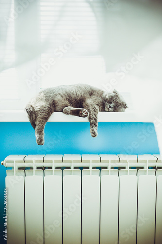 Lazy cat Scottish Fold on radiator