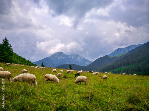 Sheep in the meadow, Zakopane, Polska photo