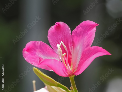 Beautiful Phanera purpurea or Bauhn names incinia purpurea blossom on branches in nature  Common names orchid tree  purple bauhinia  camel s foot  butterfly tree  and Hawaiian orchid tree.