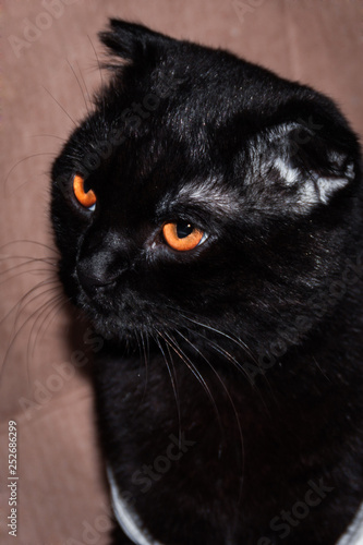 Fototapeta Naklejka Na Ścianę i Meble -  orange-eyed scottish-fold cat