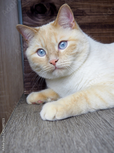 adult white cat with blue eyes playing on wooden background, paws, muzzle, tail © byallasaa