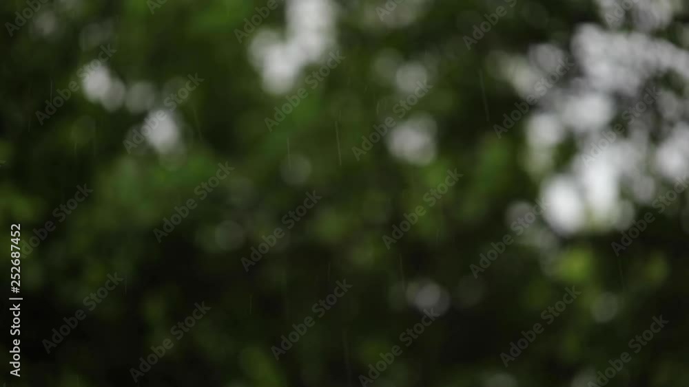 Summer rain on the background of green trees - macro shot, blurred background. Selective focus. Summer rain on the background of green trees - macro shot, blurred background. Selective focus.