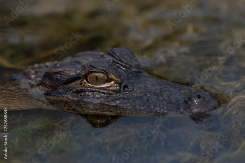 Juvenile American Alligator (Alligator mississippiensis) basking 