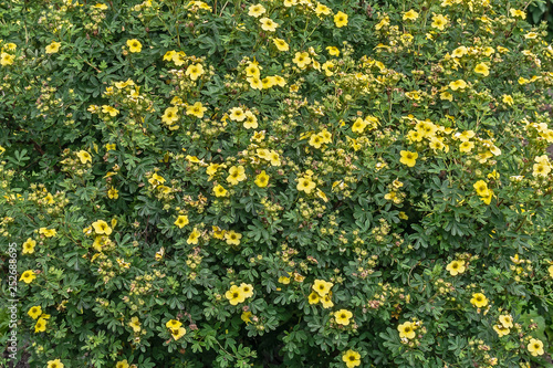 Flowering shrub Pentaphylloides fruticosa