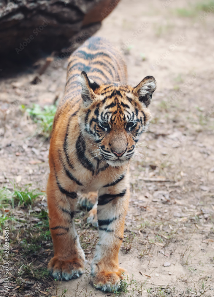 Obraz premium young kitten of Sumatran tiger (Panthera tigris sumatrae) is a rare tiger subspecies that inhabits the Indonesian island of Sumatra