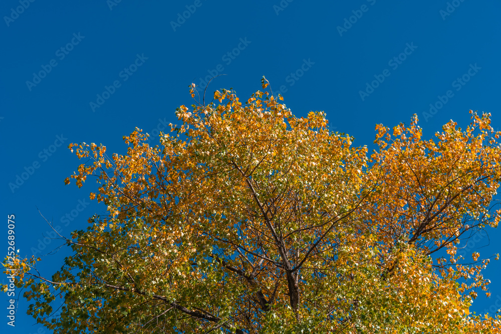 Colorful leaves, branches and trunks of poplar trees on blue sky