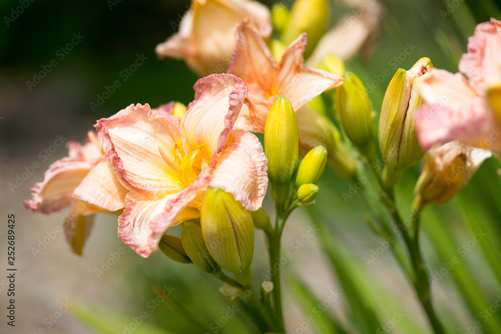 Fototapeta premium Die schönen LIlie
