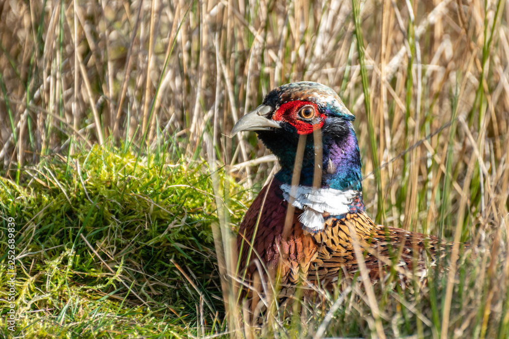 Male Pheasant Sitting in Tall Grass Male Pheasant Sitting in Tall Grass