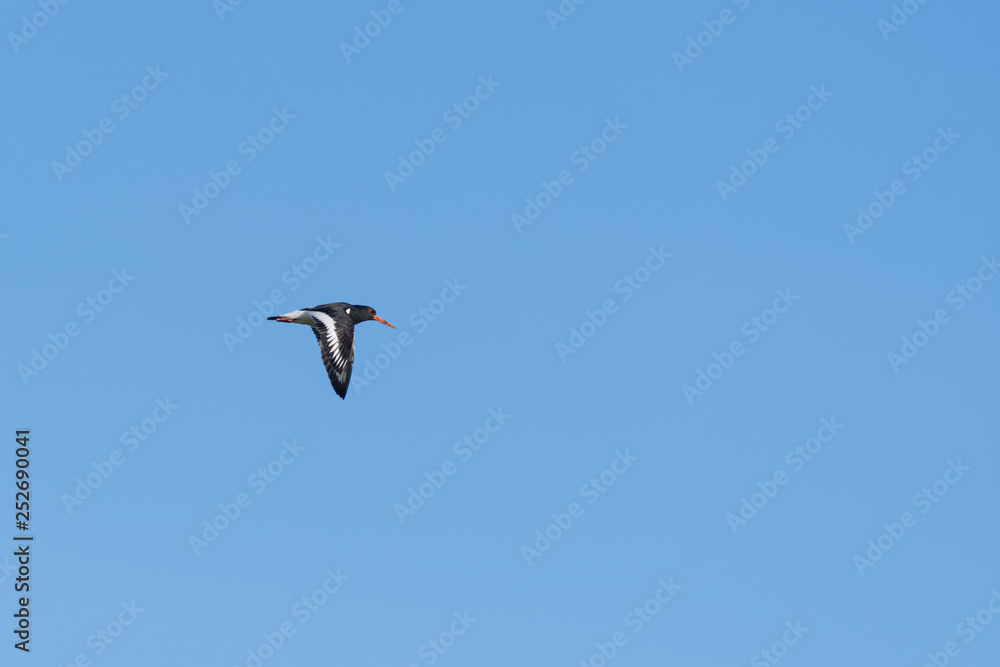 Single Oystercatcher Flying Across Blue Sky