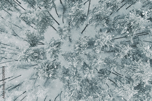 Aerial view Top Down Fly Over Shot of Winter Spruce and Pine Forest. Trees Covered with Snow  Rising Setting Sun Touches Tree Tops on a Beautiful Sunny Day.