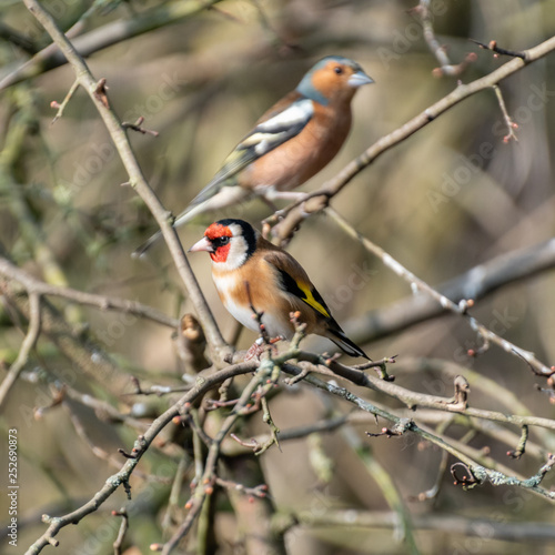 Chaffinch and a Goldfinch