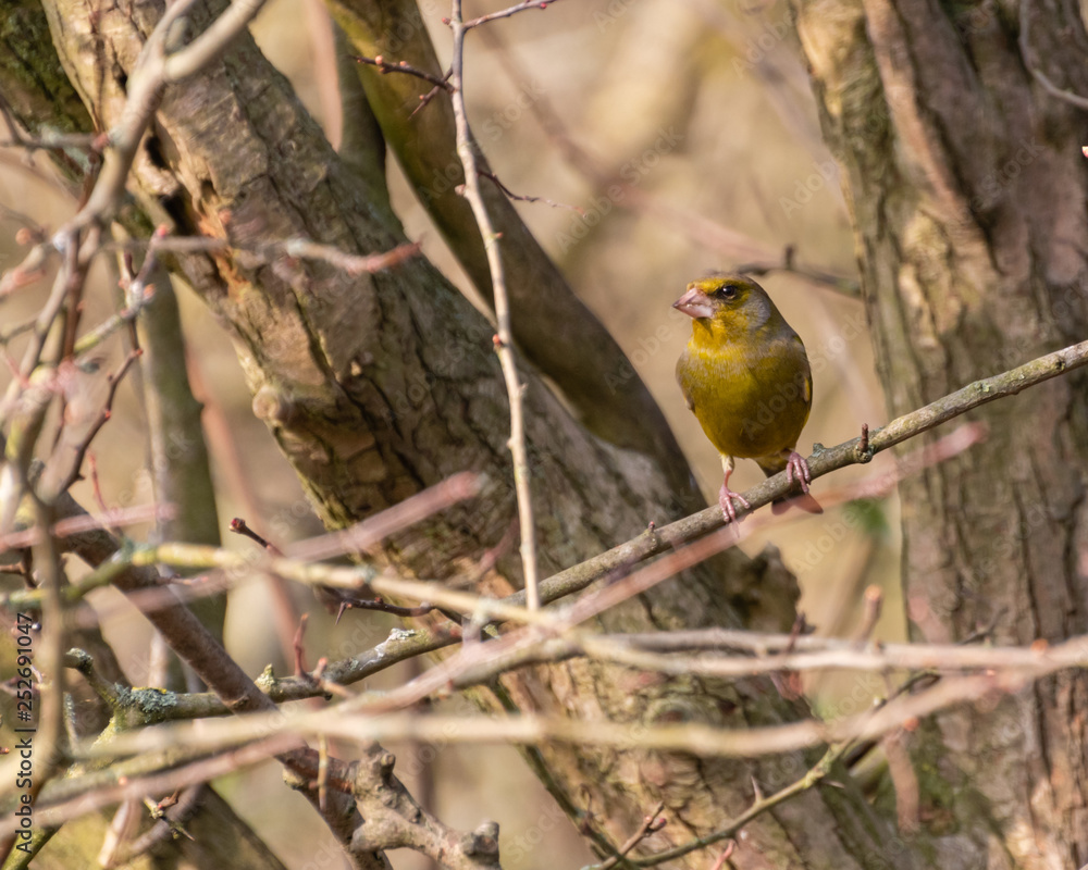 Obraz premium Greenfinch Perched in a Wood