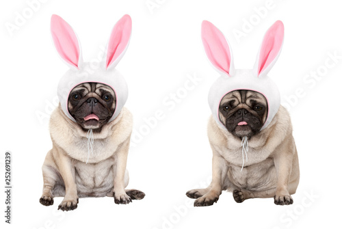 funny little easter pug puppy dogs, sitting down, wearing easter bunny cap with ears, isolated on white background