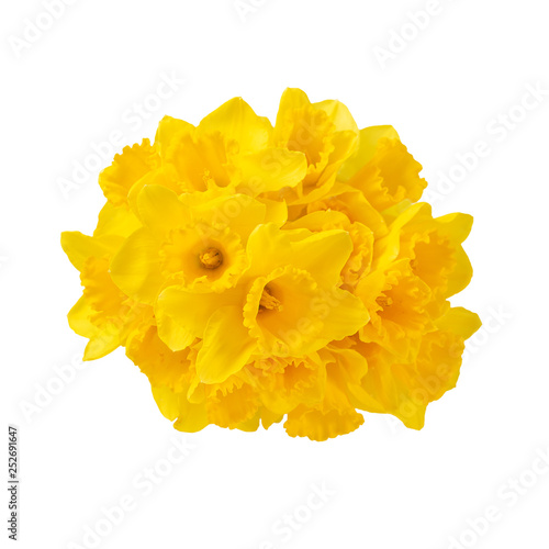 Daffodil Flowers Yellow Flower Bright Composition On White Background