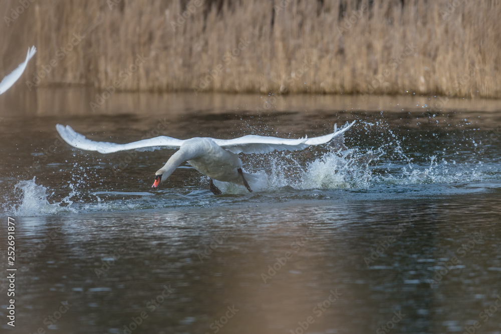 Fototapeta premium mute swans taking off