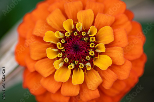 Orange flower macro 3