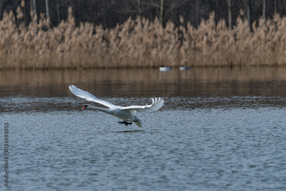 mute swan taking off mute swan taking off