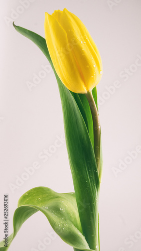 Single yellow tulip on white background