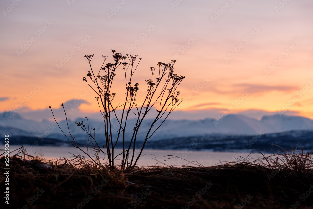 Bald bush in front of glowing arctic sky and mountains in background, Kvalöya, Tromsö, Norway