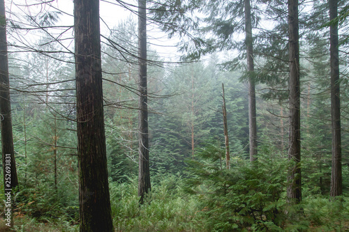 Green conifers woodland