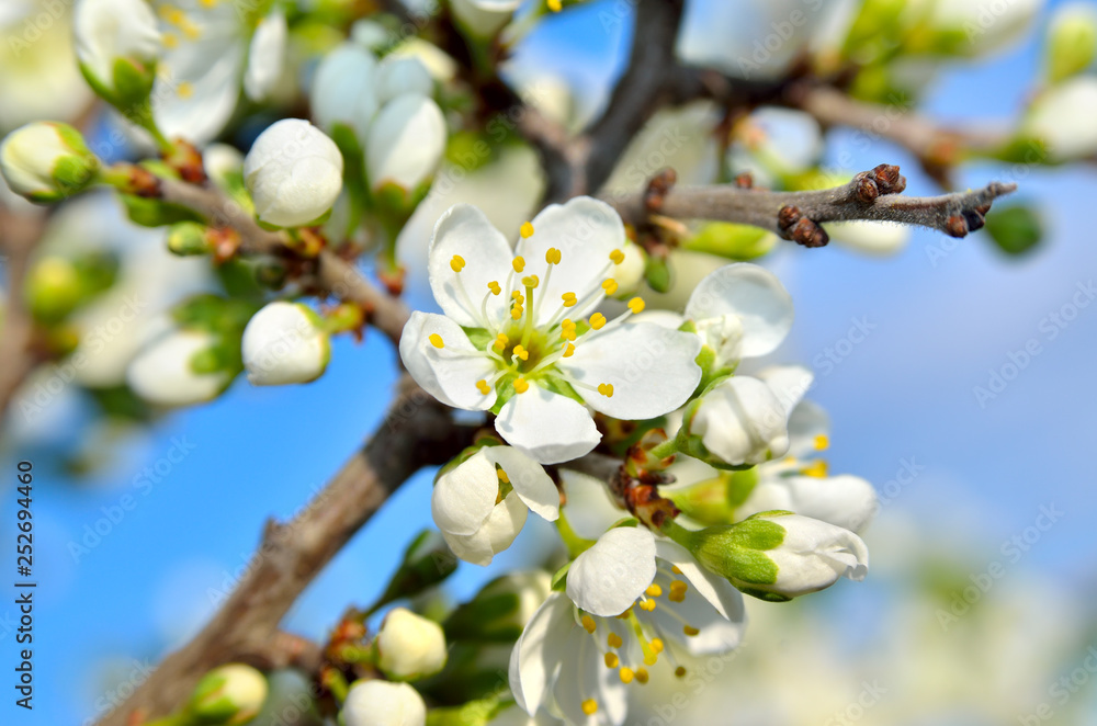 White flowers on the branches of trees in the spring White flowers on the branches of trees in the spring