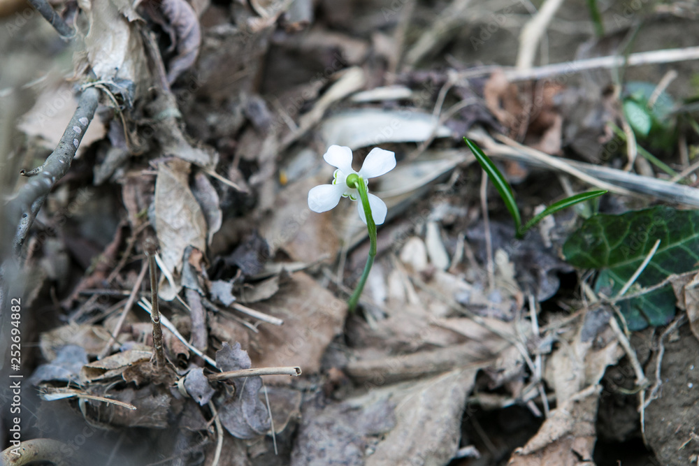 Snowdrop spring flower bouquet in the forest background Snowdrop spring flower bouquet in the forest background