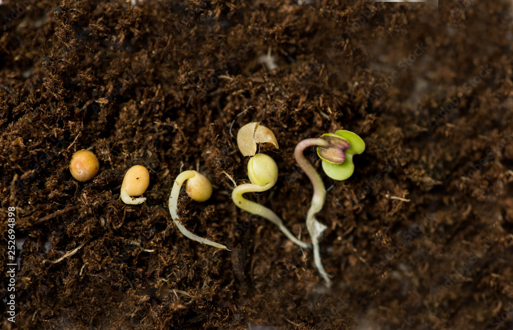 Mustard Seed In Different Stages Of Germination Stock Photo Adobe Stock mustard-seed-in-different-stages-of-germination-stock-photo-adobe-stock