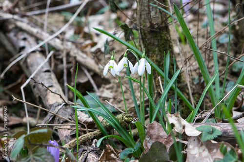 Snowdrop spring flower bouquet in the forest background