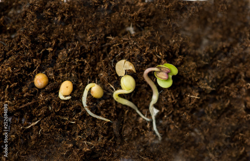 mustard seed in different stages of germination
